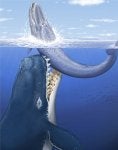 Marine mammal Blue whale Cetacea Whale Marine biology